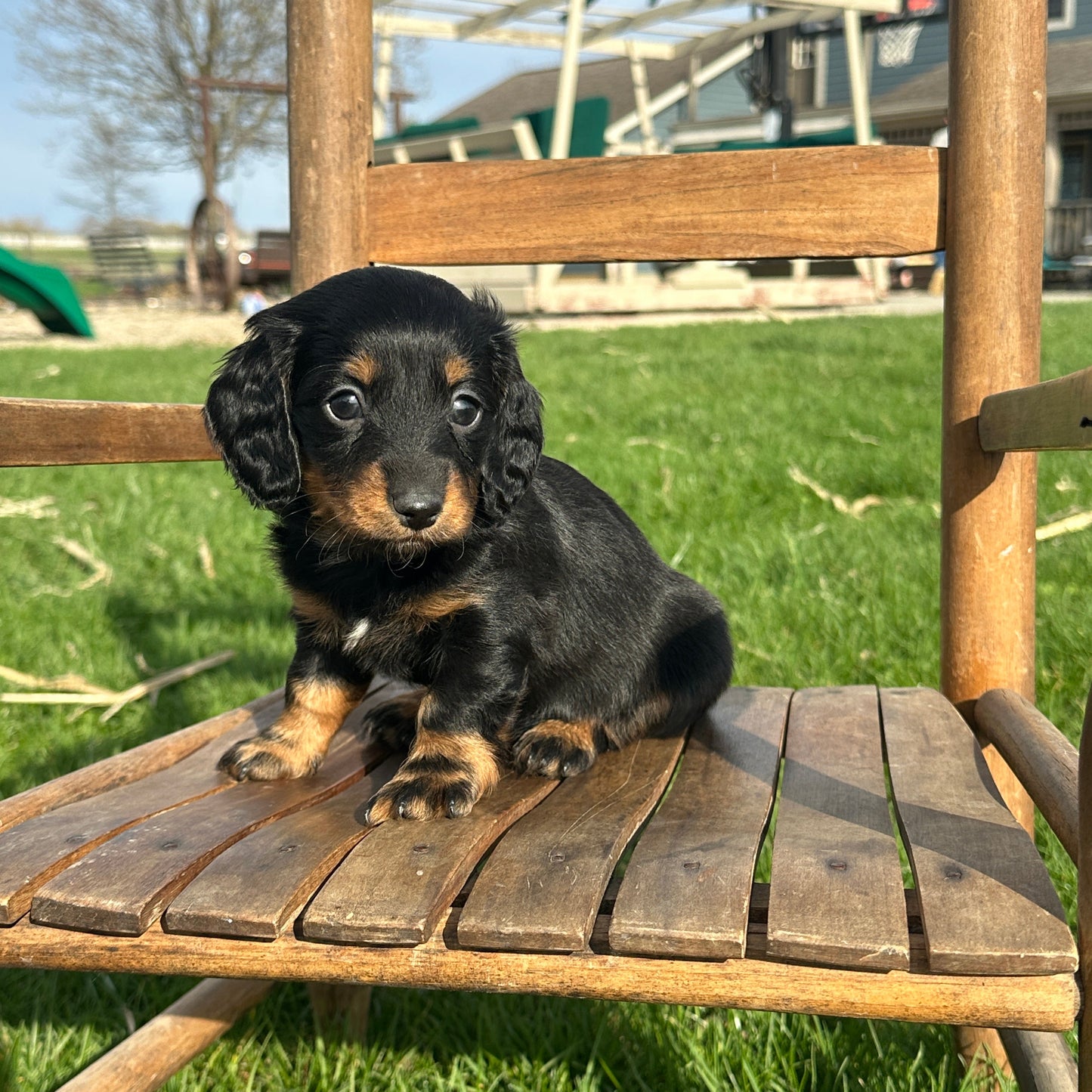Dachshund-Puppy-For-Sale