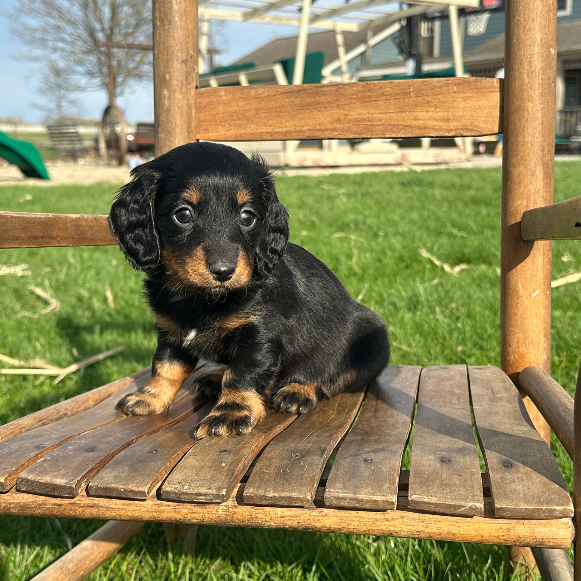 Dachshund-Puppy-For-Sale