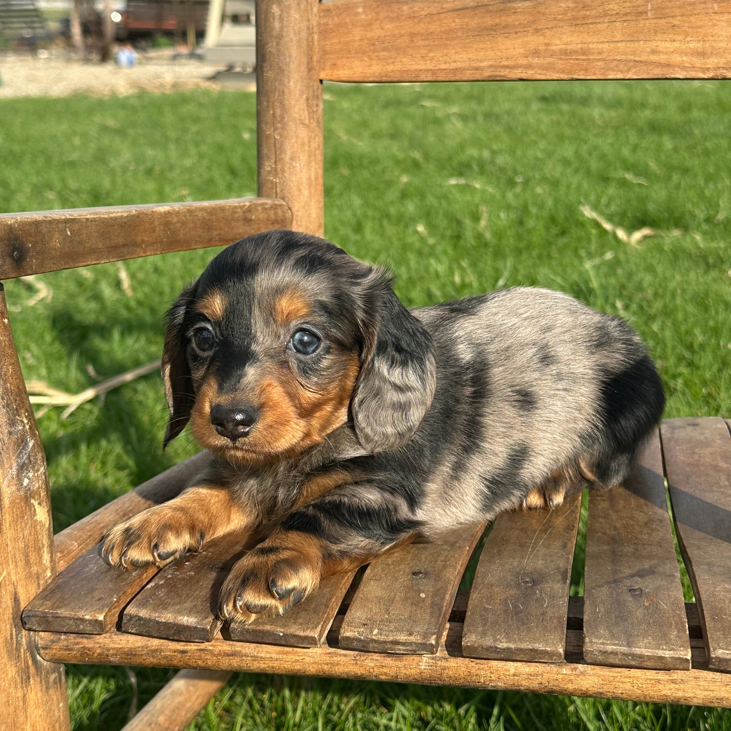Dachshund-Puppy-For-Sale