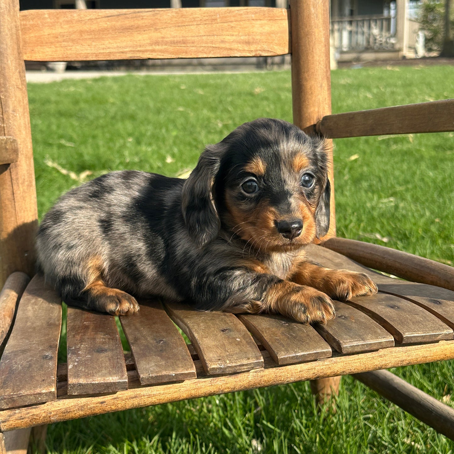 Dachshund-Puppy-For-Sale