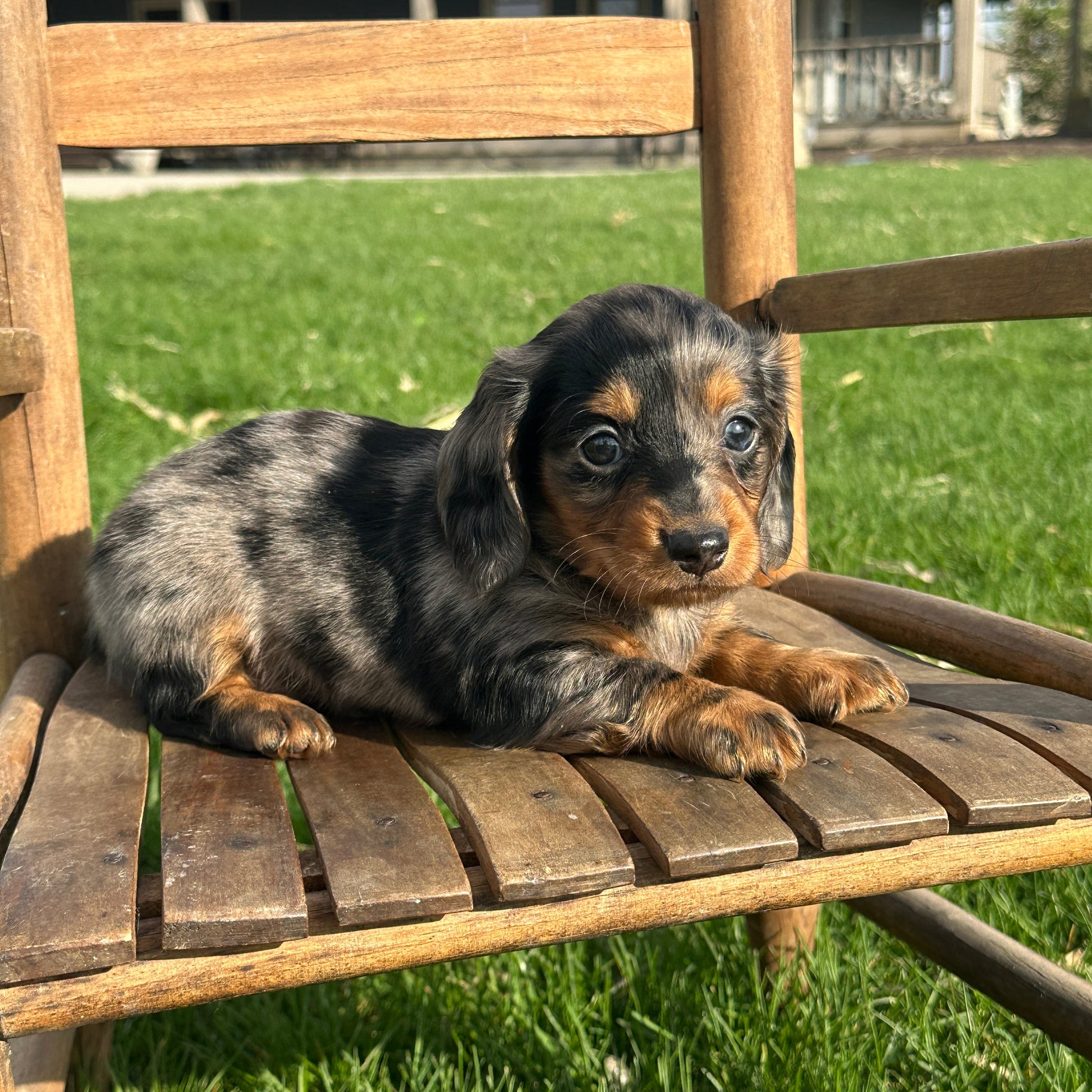 Dachshund-Puppy-For-Sale