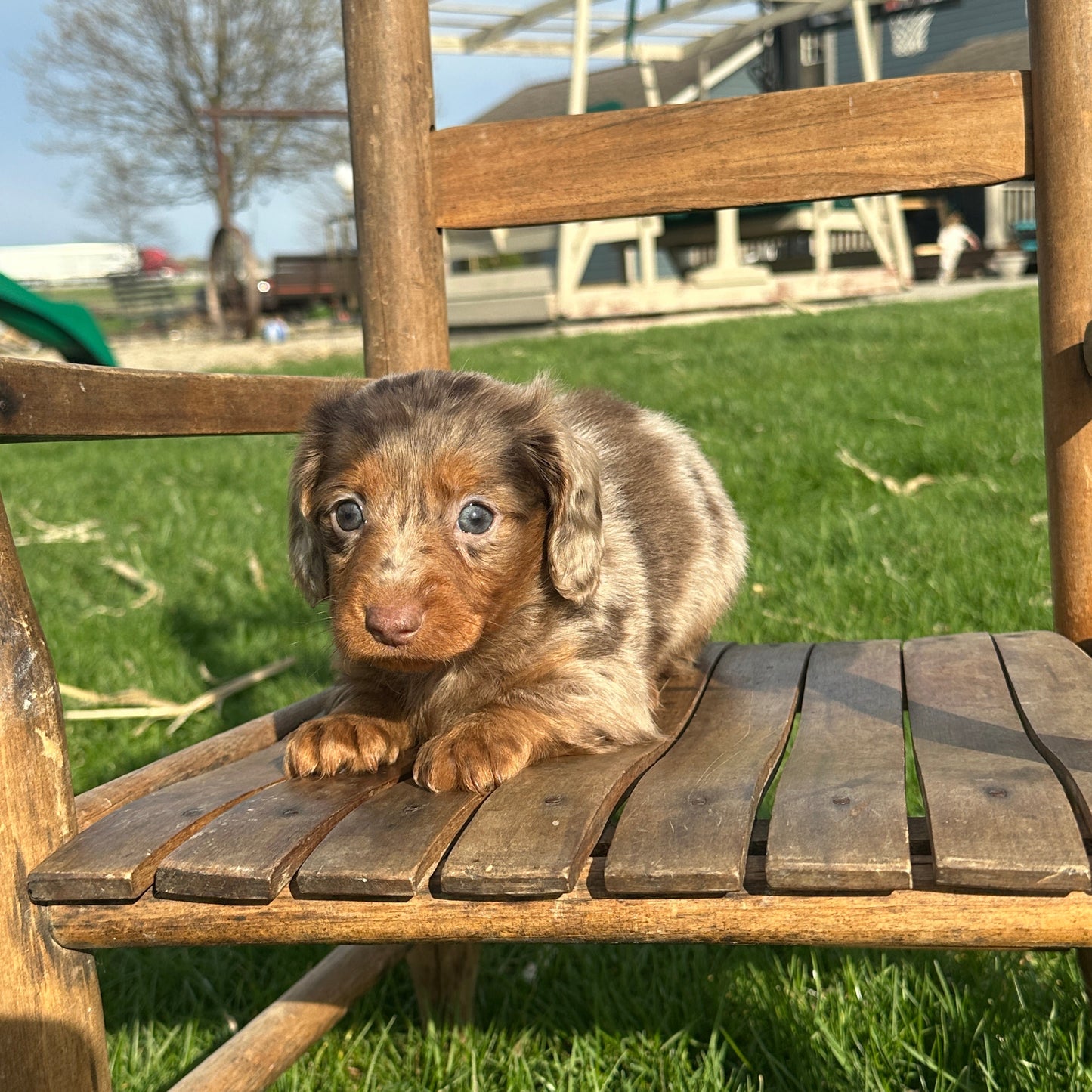 Dachshund-Puppy-For-Sale