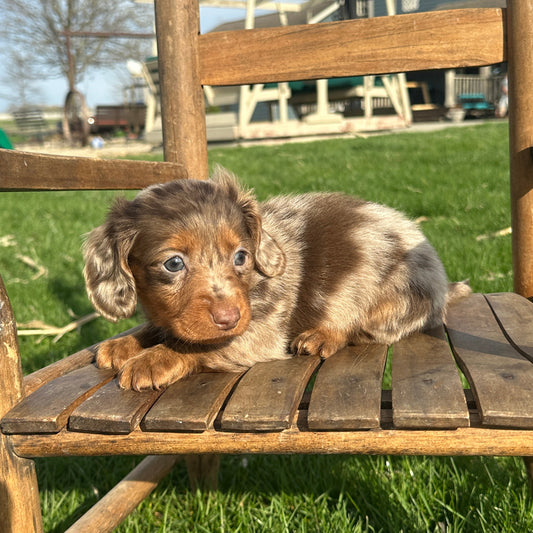 Dachshund-Puppy-For-Sale