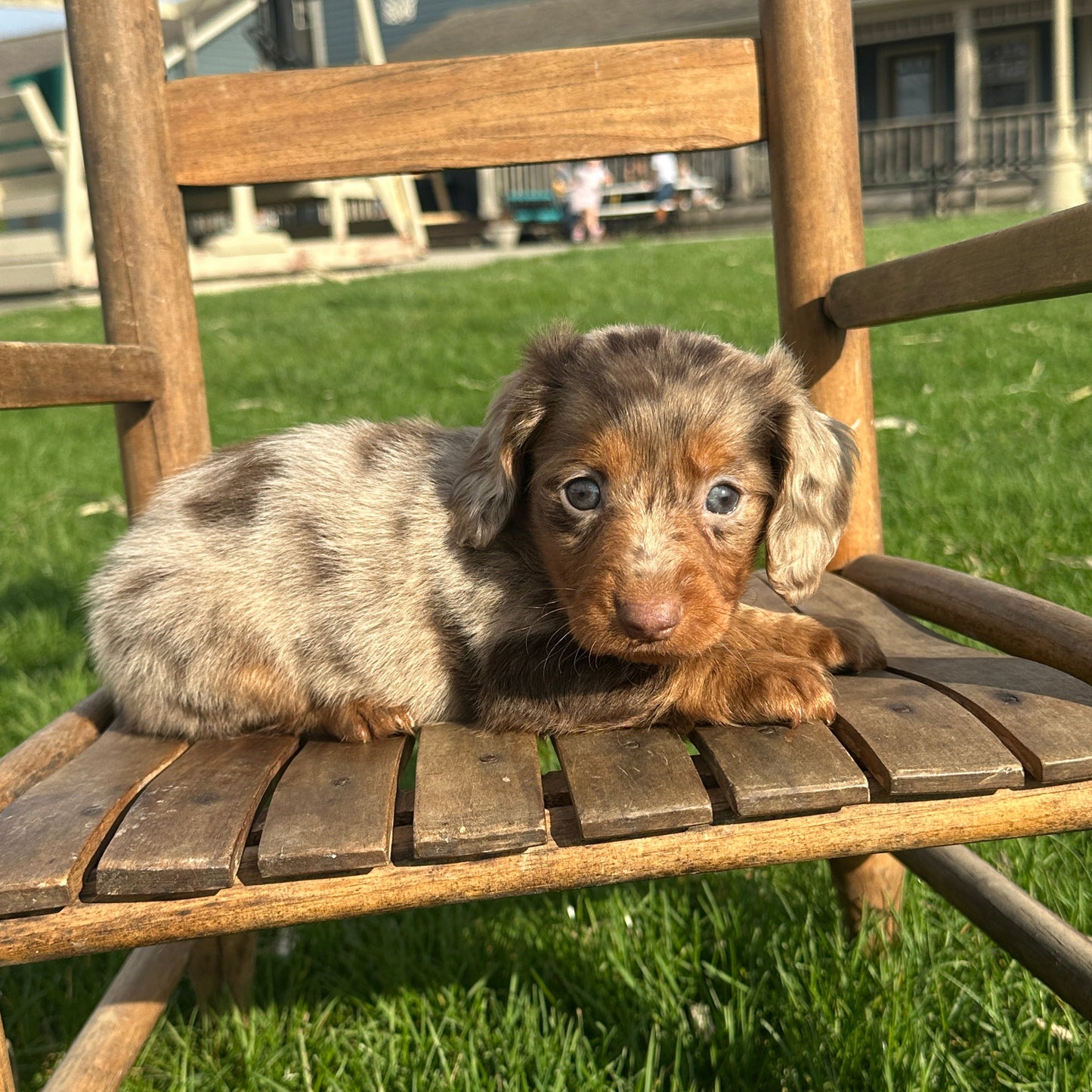Dachshund-Puppy-For-Sale