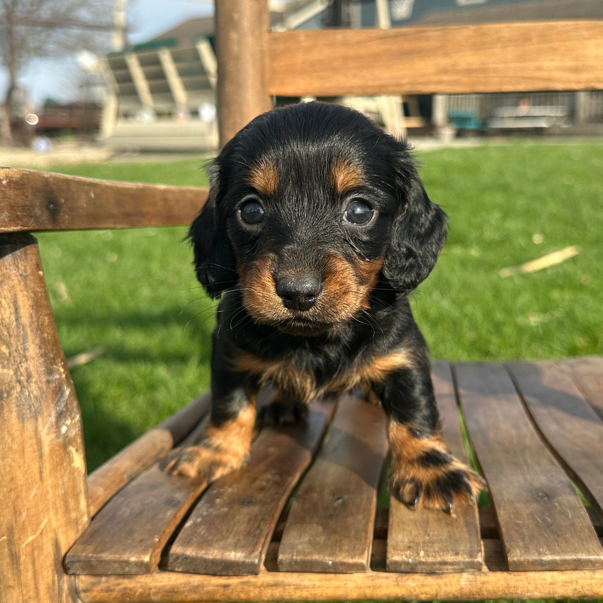 Dachshund-Puppy-For-Sale