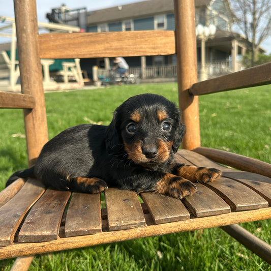 Dachshund-Puppy-For-Sale
