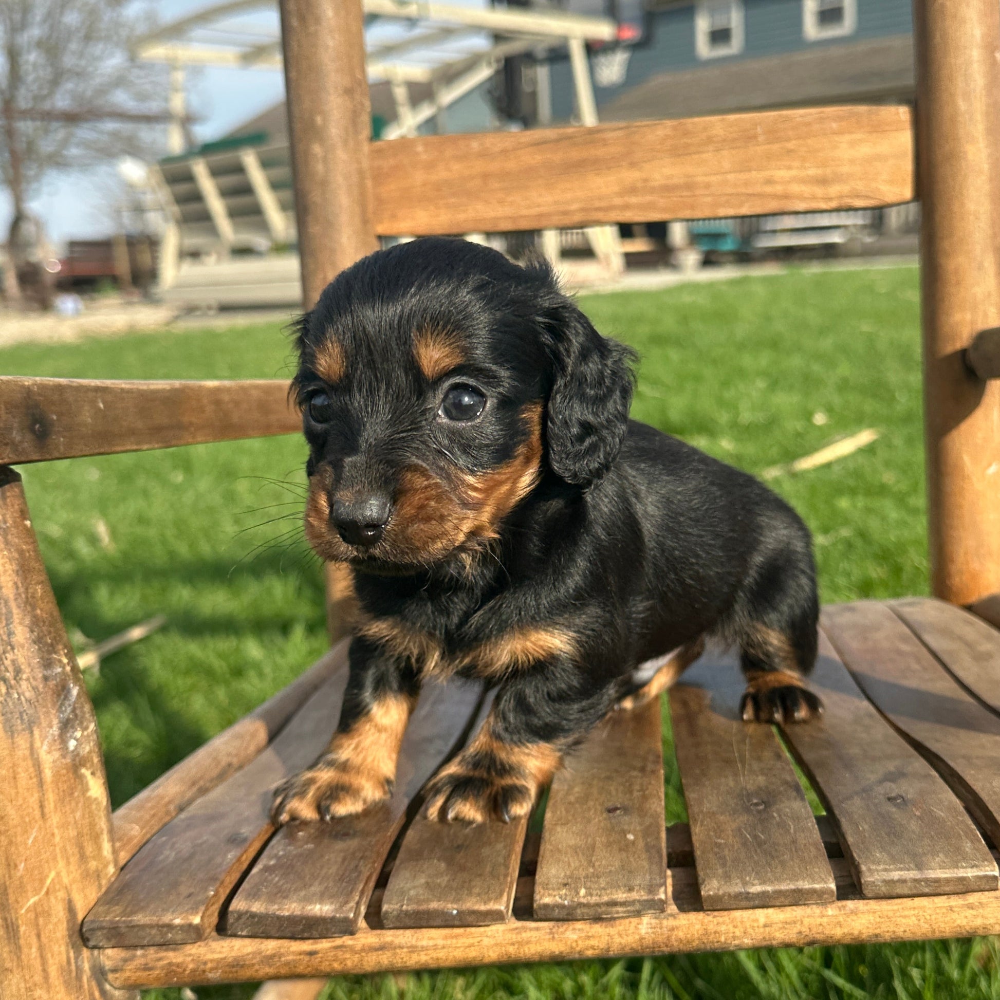 Dachshund-Puppy-For-Sale