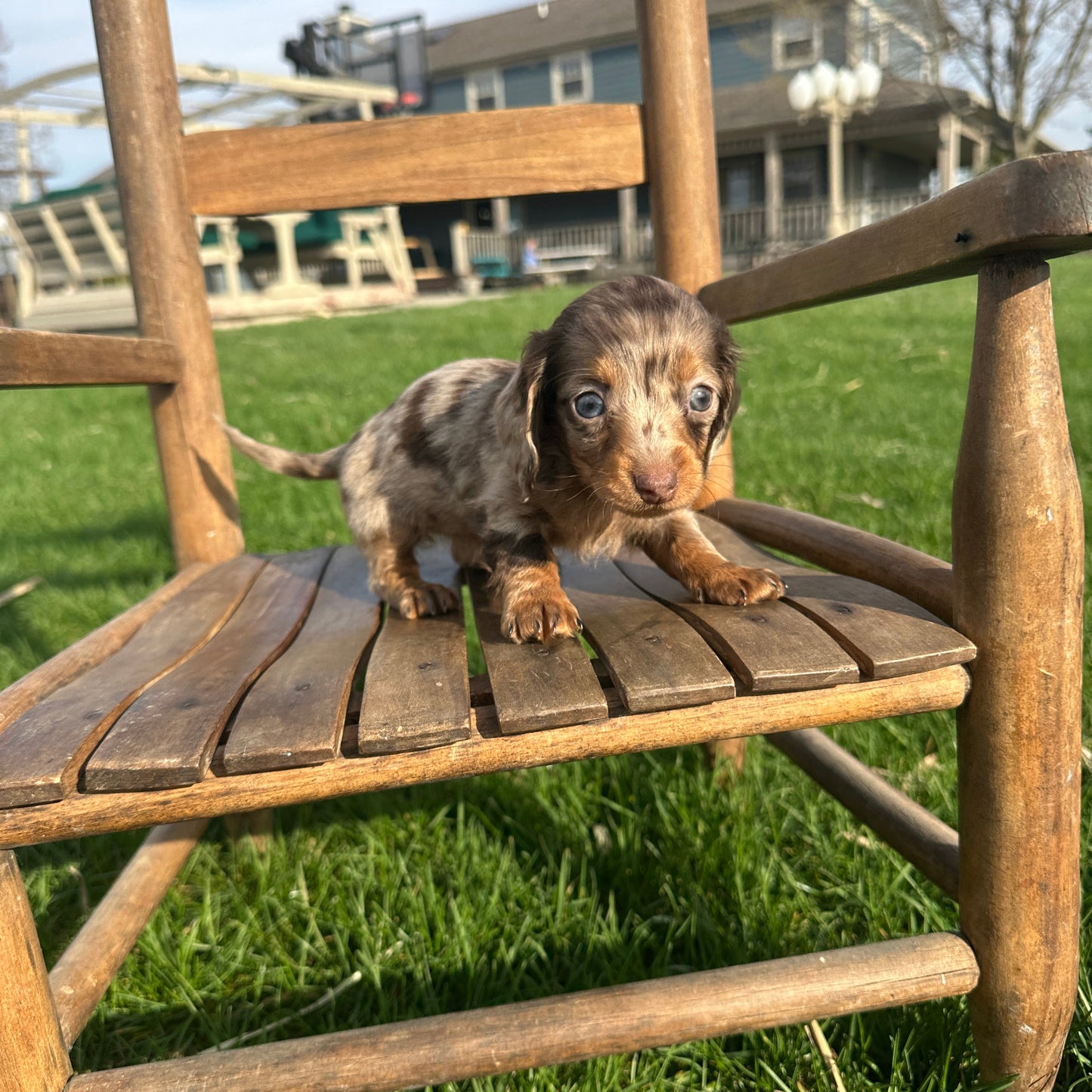 Dachshund-Puppy-For-Sale