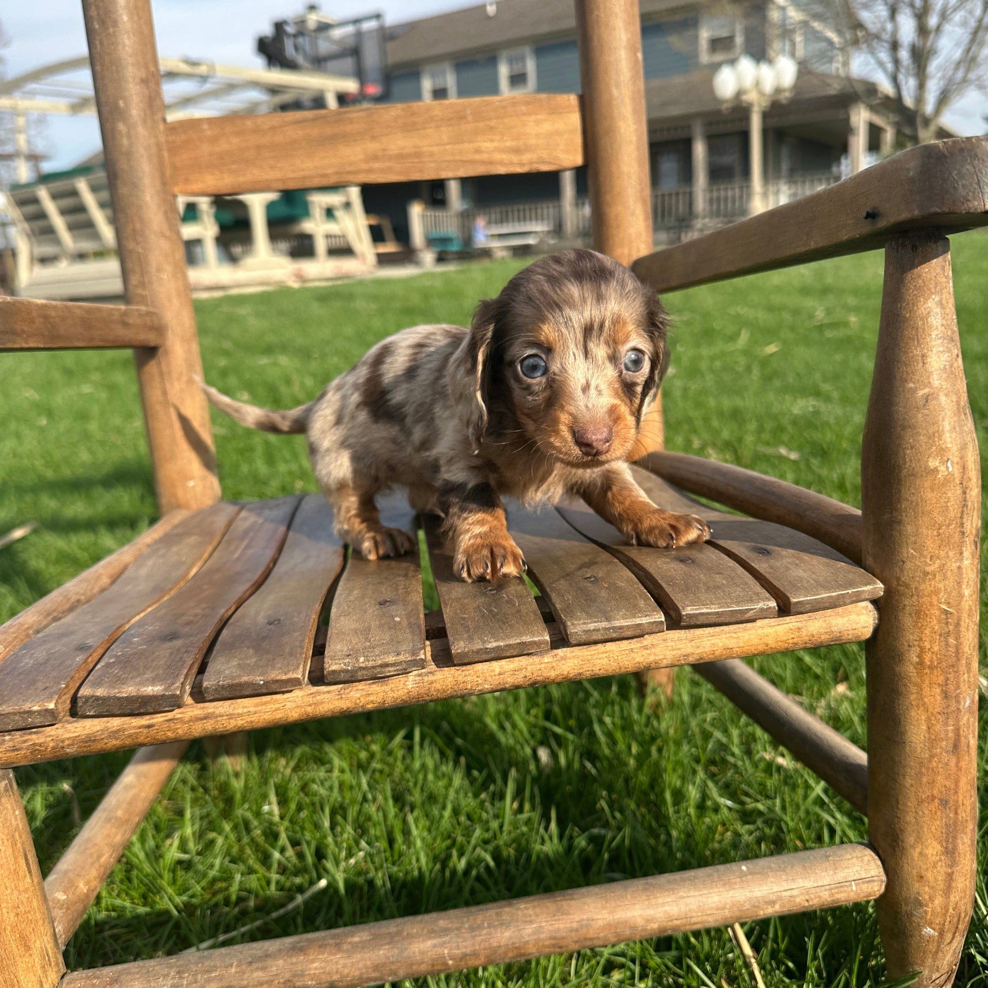 Dachshund-Puppy-For-Sale