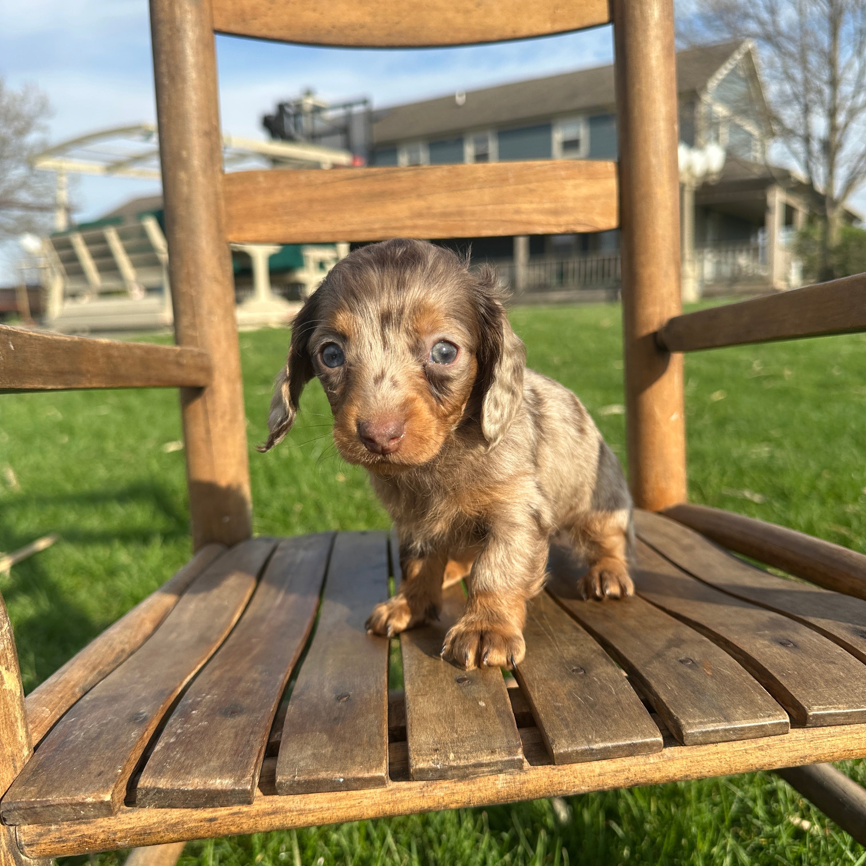 Queen – Rafter E Pups