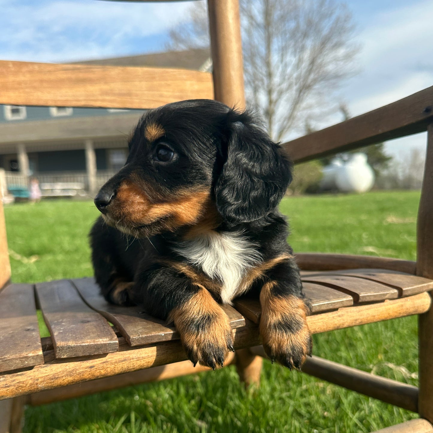 Dachshund-Puppy-For-Sale