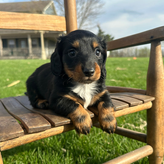 Dachshund-Puppy-For-Sale