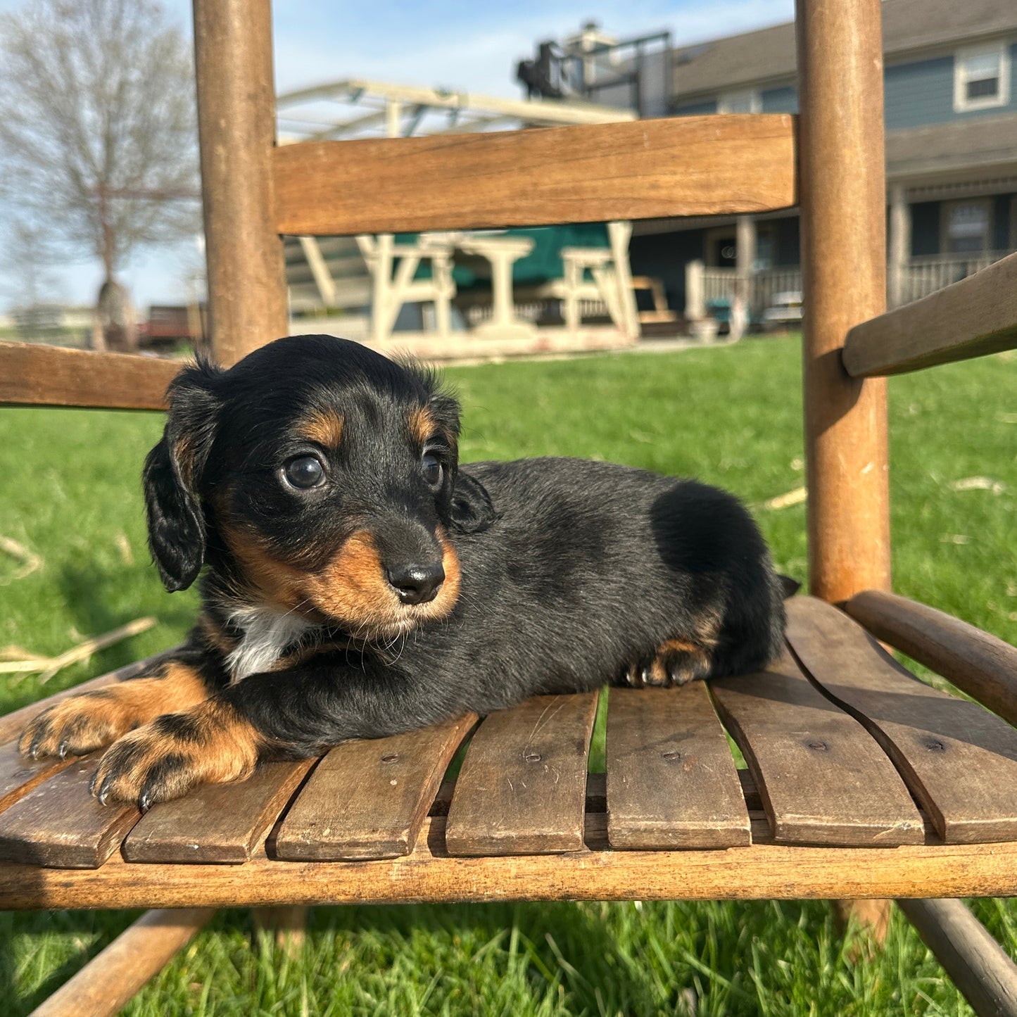 Dachshund-Puppy-For-Sale