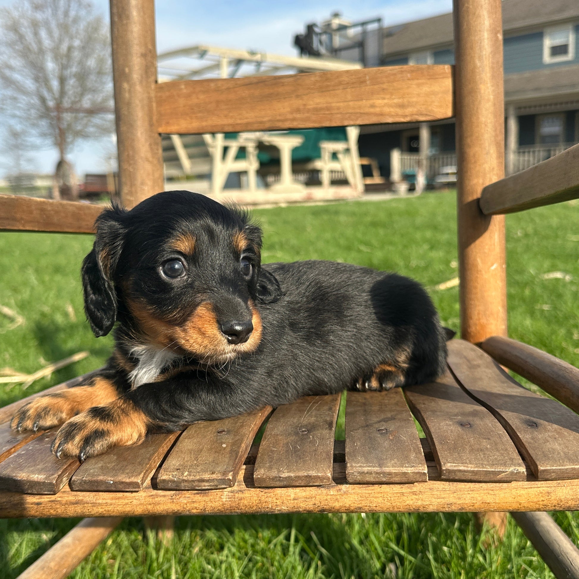 Dachshund-Puppy-For-Sale