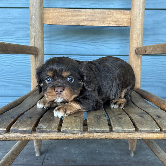 Chocolate King Charles Cavalier Spaniel 