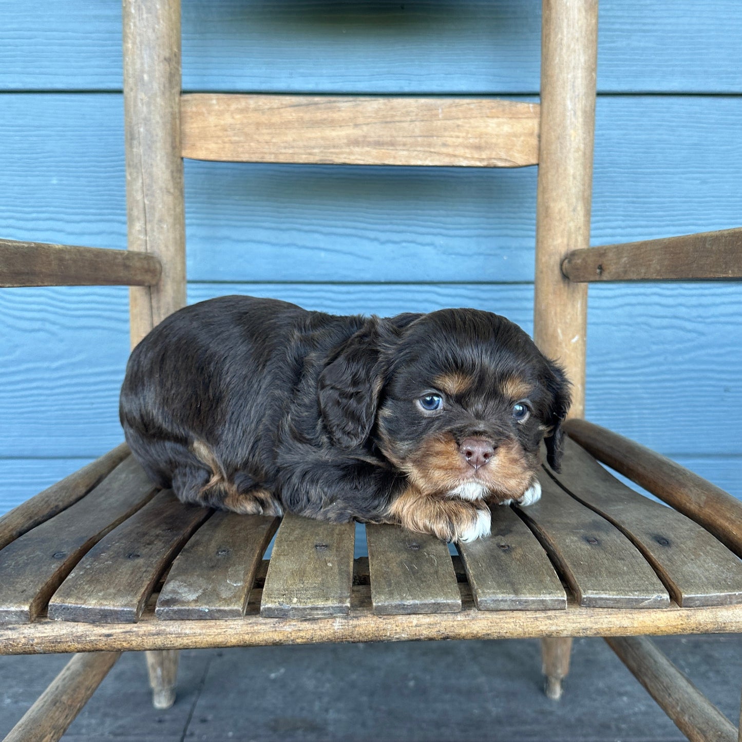 Chocolate King Charles Cavalier Spaniel