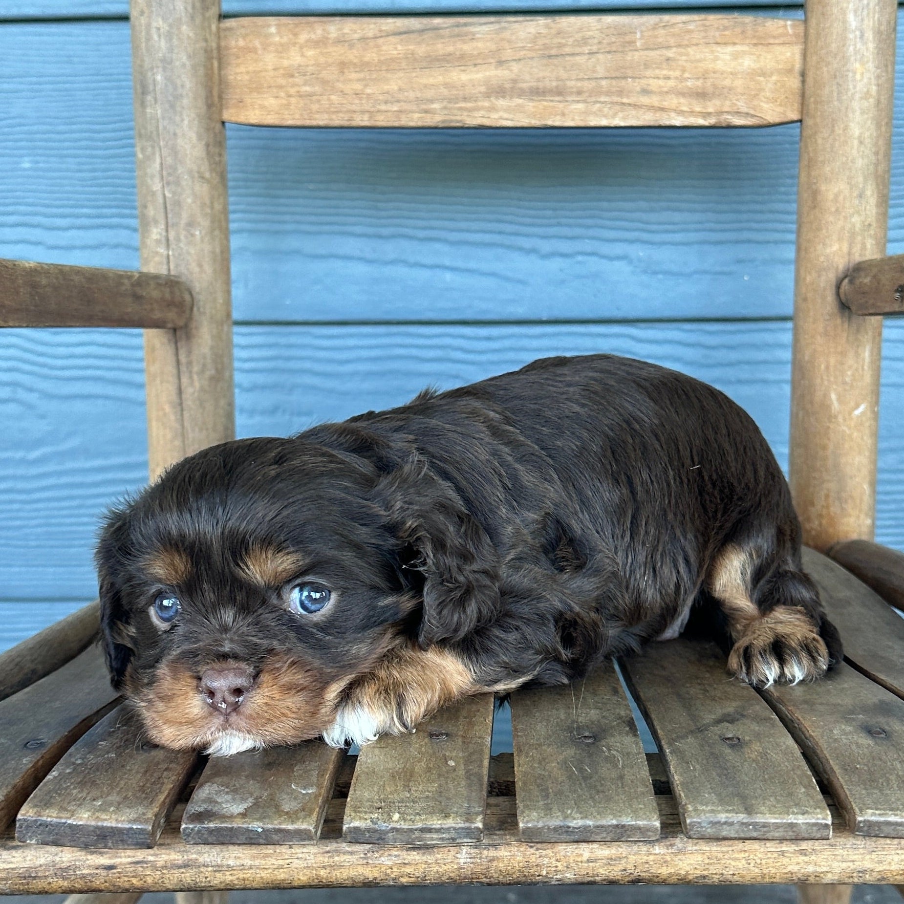 Chocolate kIng Charles Cavalier