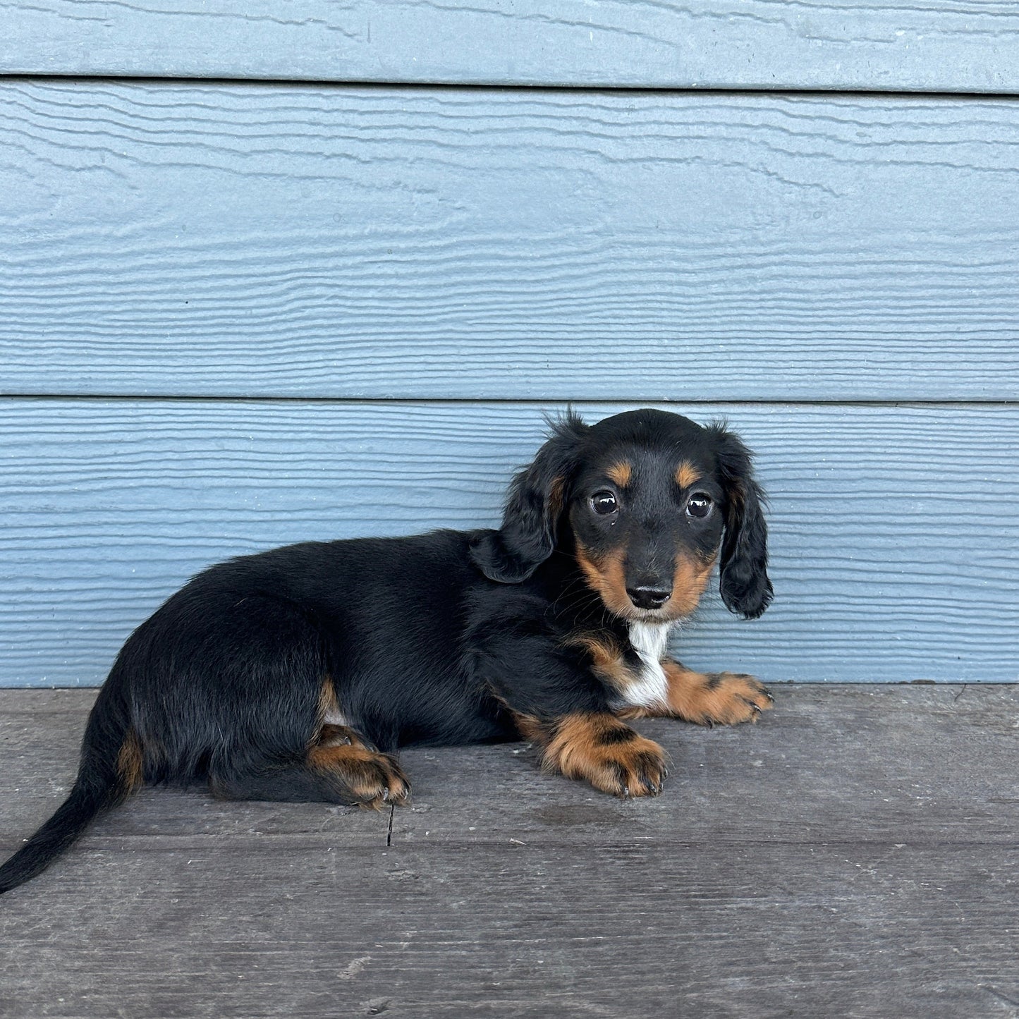 Dachshund puppy lying on a wooden deck with a blue wall in the background