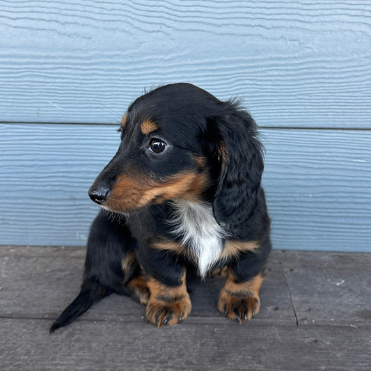 Small black and brown puppy sitting on a wooden deck against a blue wooden wall.