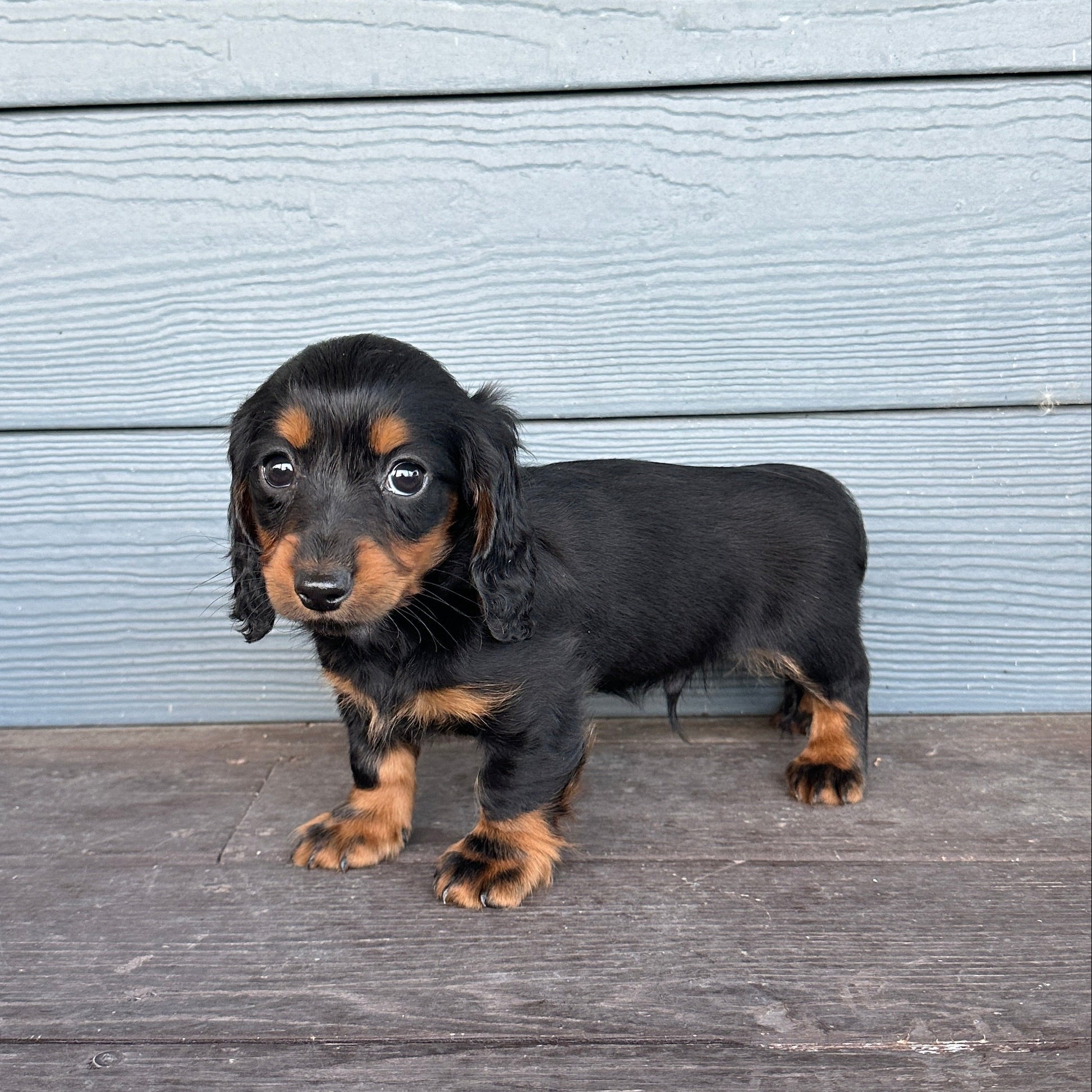 Small black and brown dog standing on a wooden deck with a light blue wooden wall in the background.