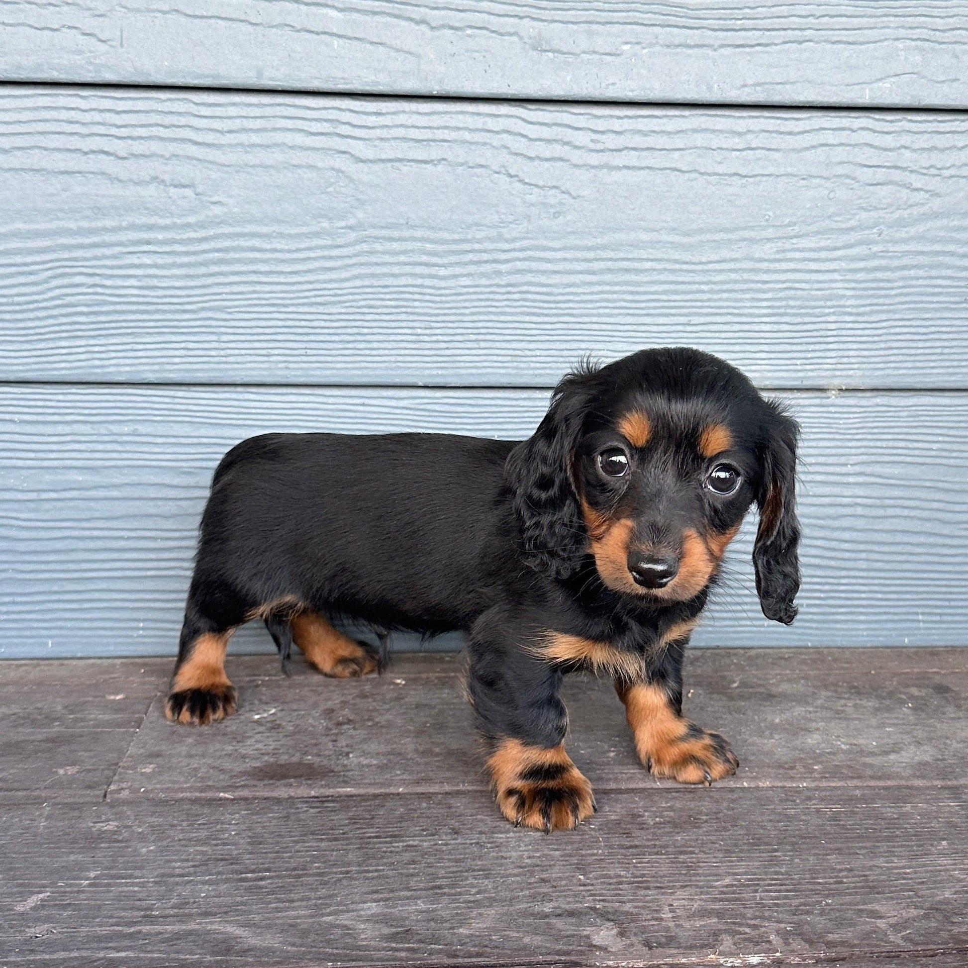 Small black and brown puppy sitting on a wooden deck with a light blue wall in the background.