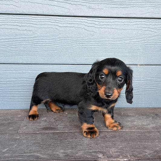 Small black and brown puppy sitting on a wooden deck with a light blue wall in the background.
