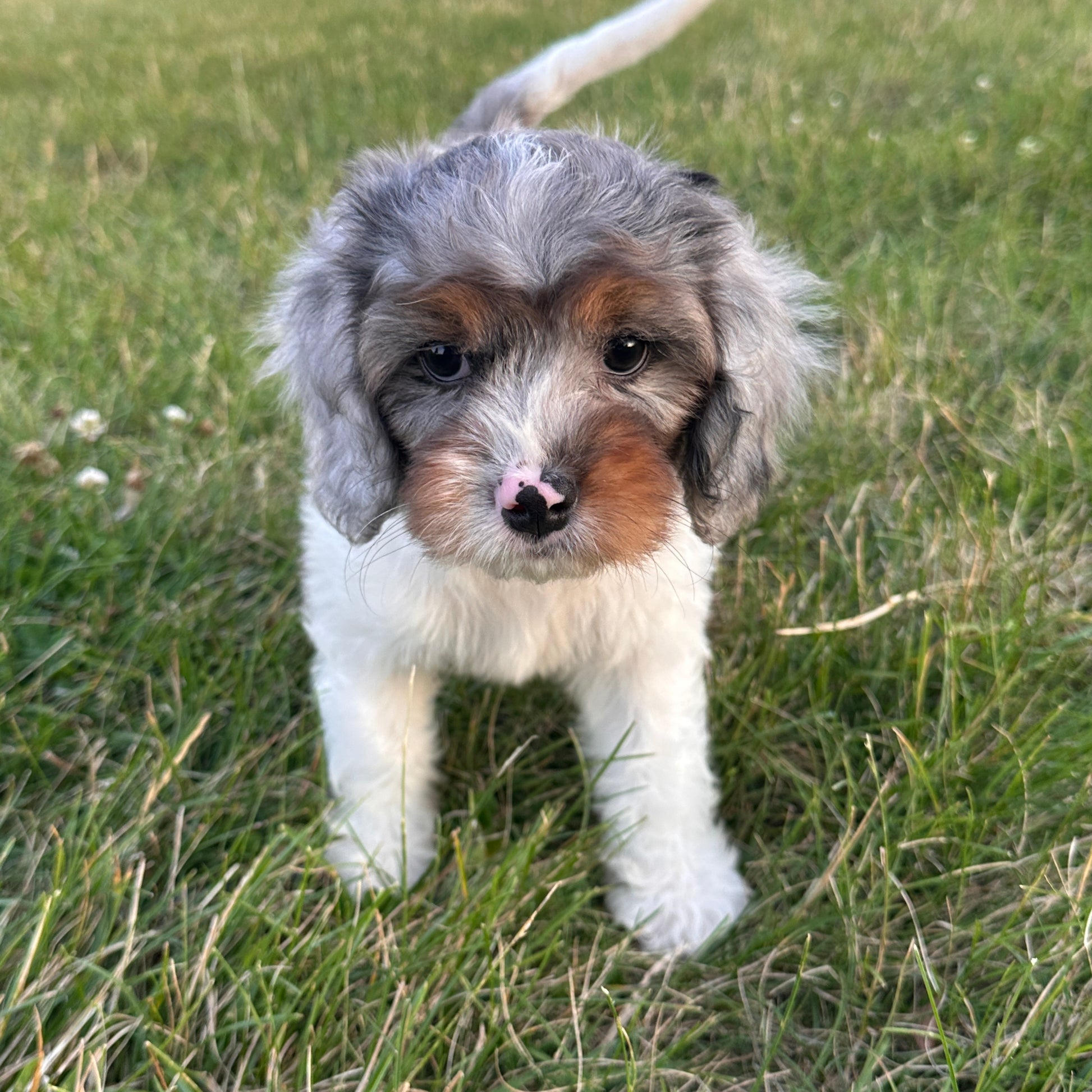 Merle-Cavapoo-Puppy