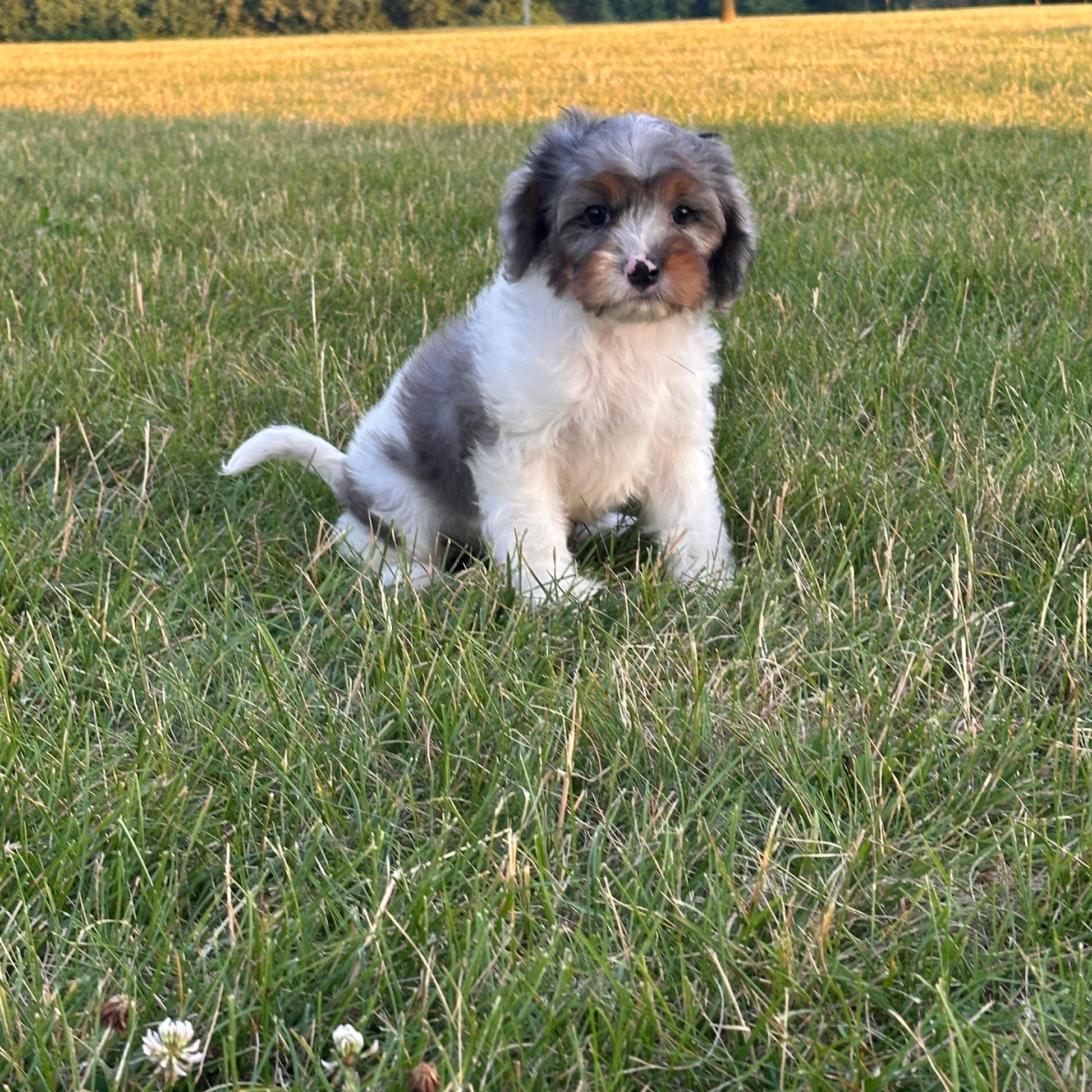 Merle-Cavapoo-Puppy