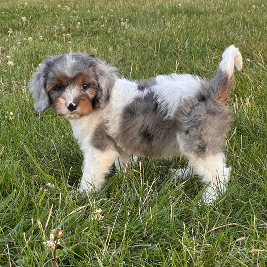 Merle-Cavapoo-Puppy