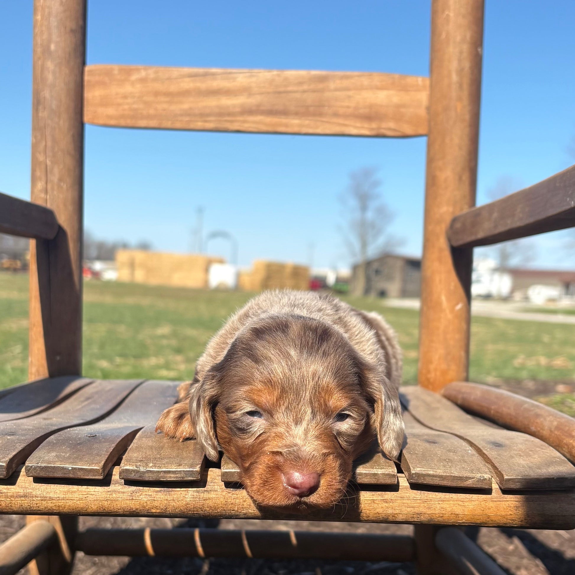 Mini Dachshund puppy peeking out from behind a wooden chair outdoors on a sunny day.