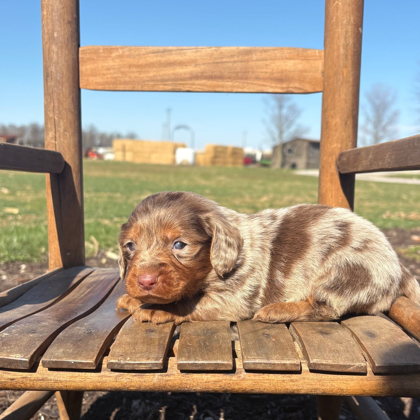 Mini Dachshund puppy sitting on a wooden chair outdoors with a clear blue sky.