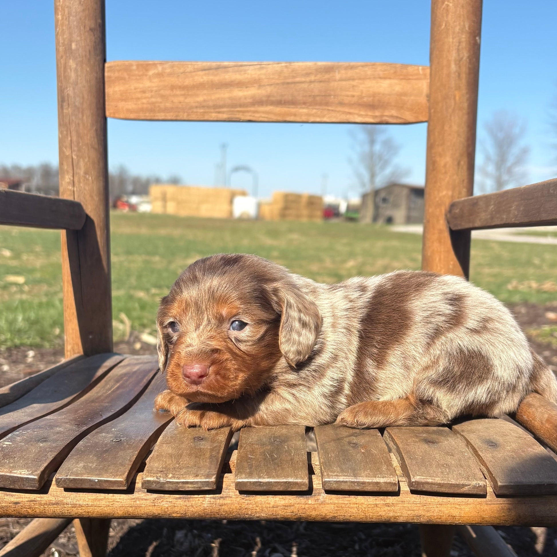 Mini Dachshund puppy sitting on a wooden chair outdoors with a clear blue sky.
