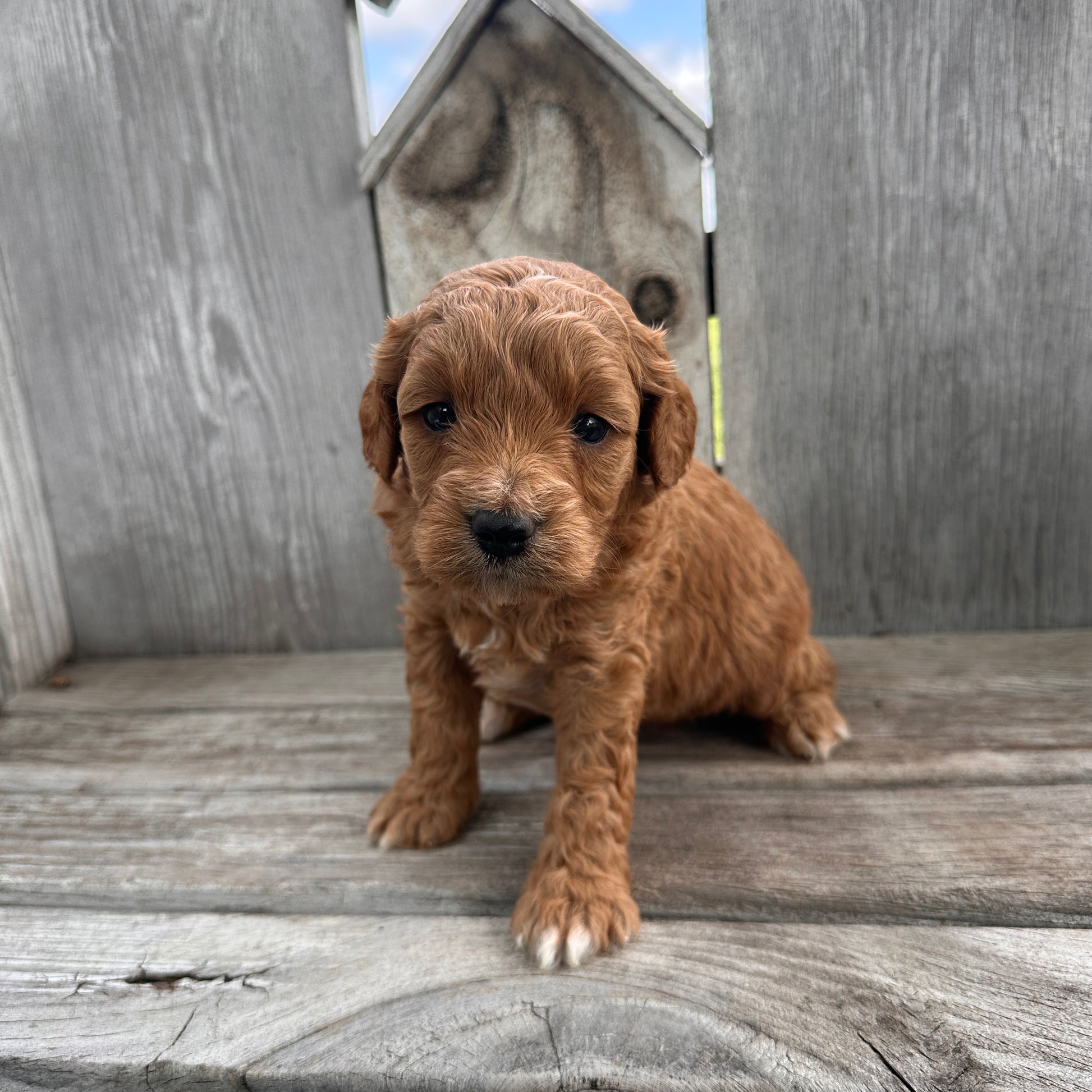 Mini-Goldendoodle-Puppy