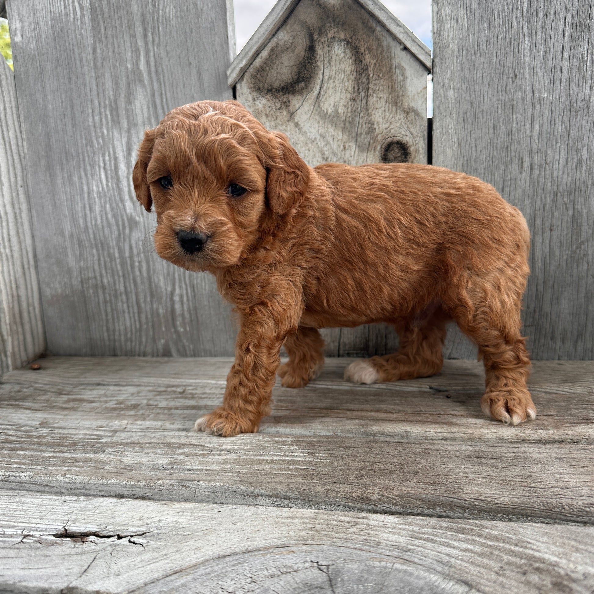 Mini-Goldendoodle-Puppy