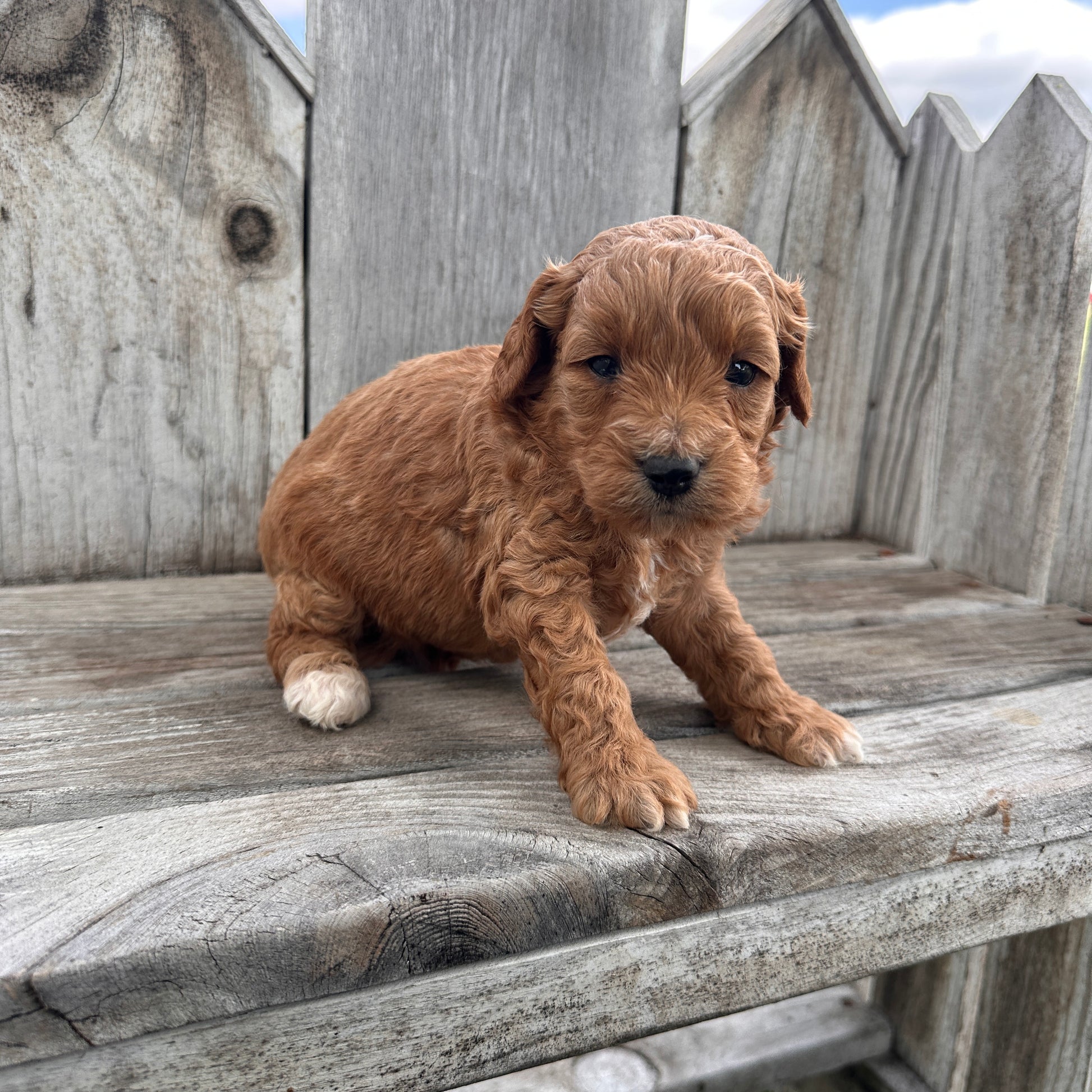 Mini-Goldendoodle-Puppy