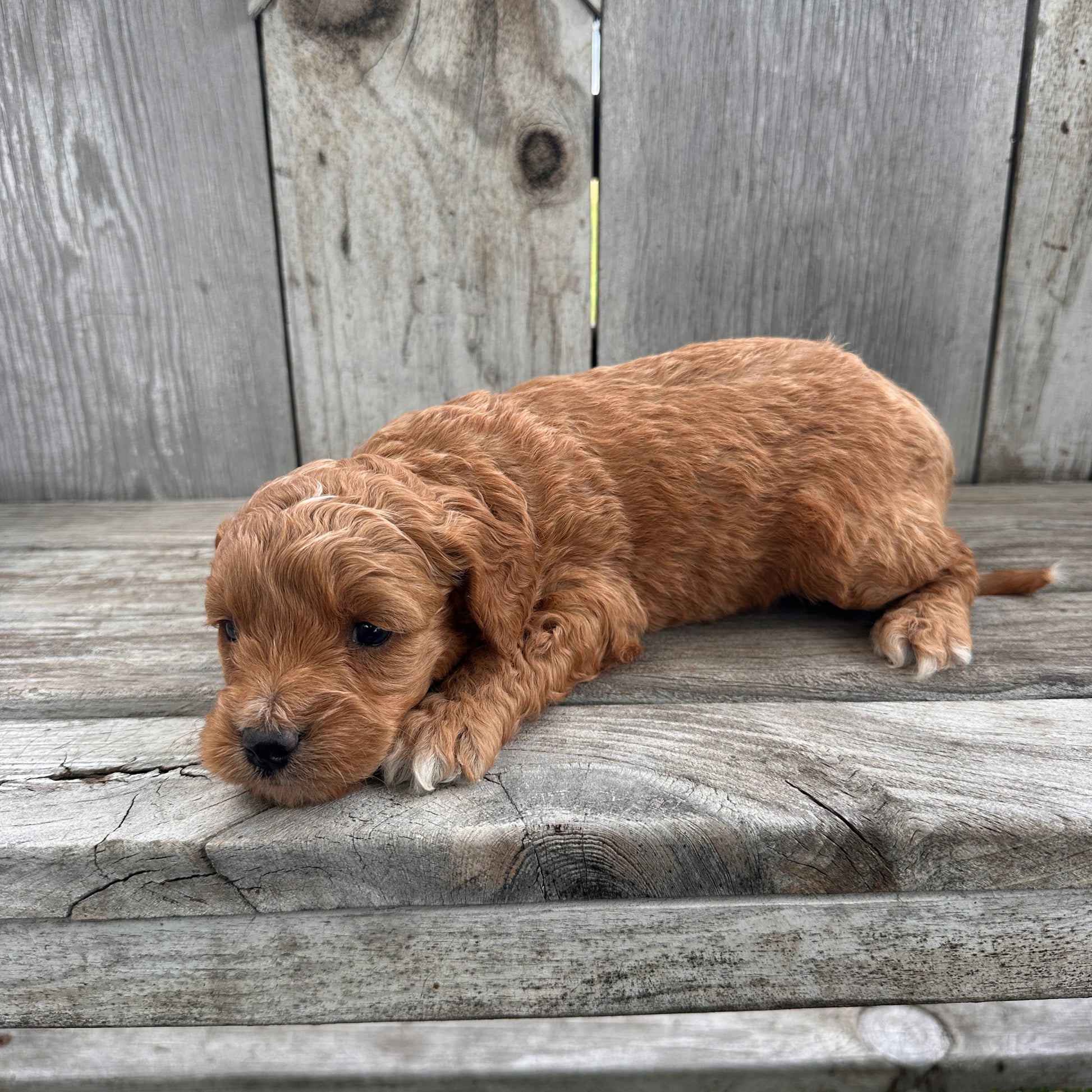 Mini-Goldendoodle-Puppy