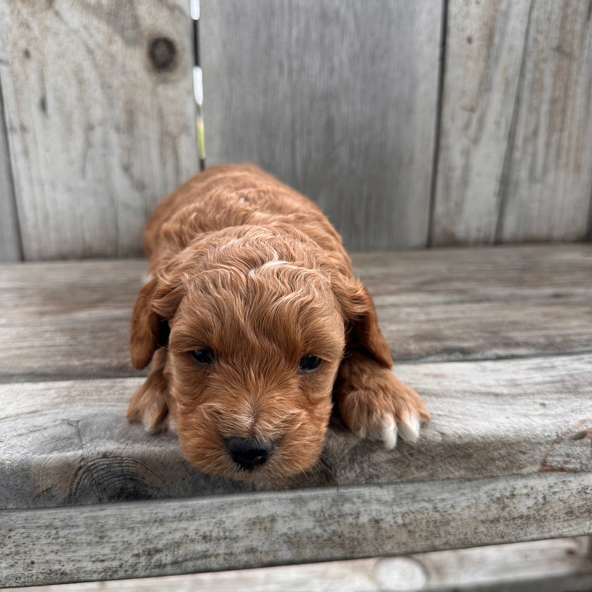 Mini-Goldendoodle-Puppy