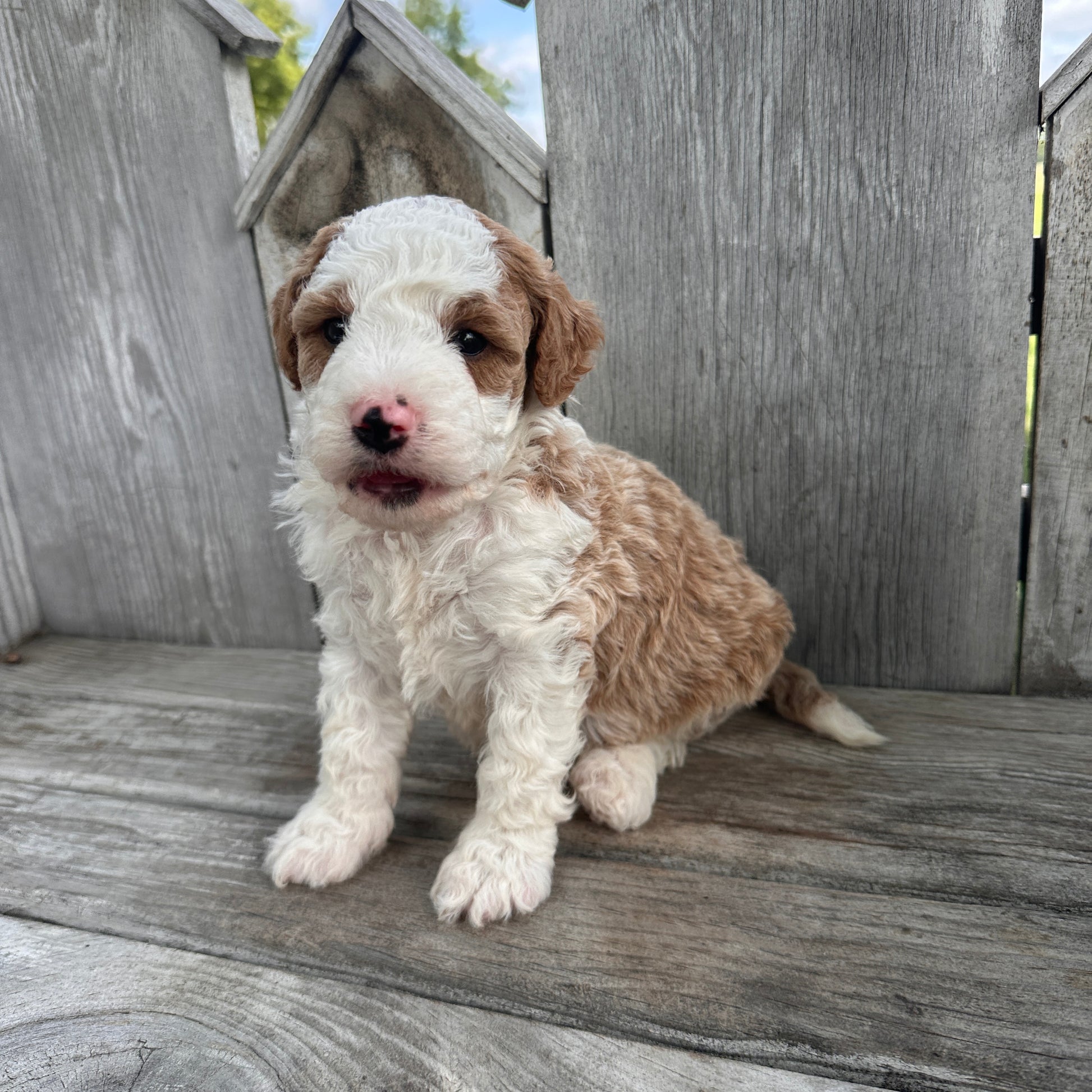Mini-Goldendoodle-Puppy