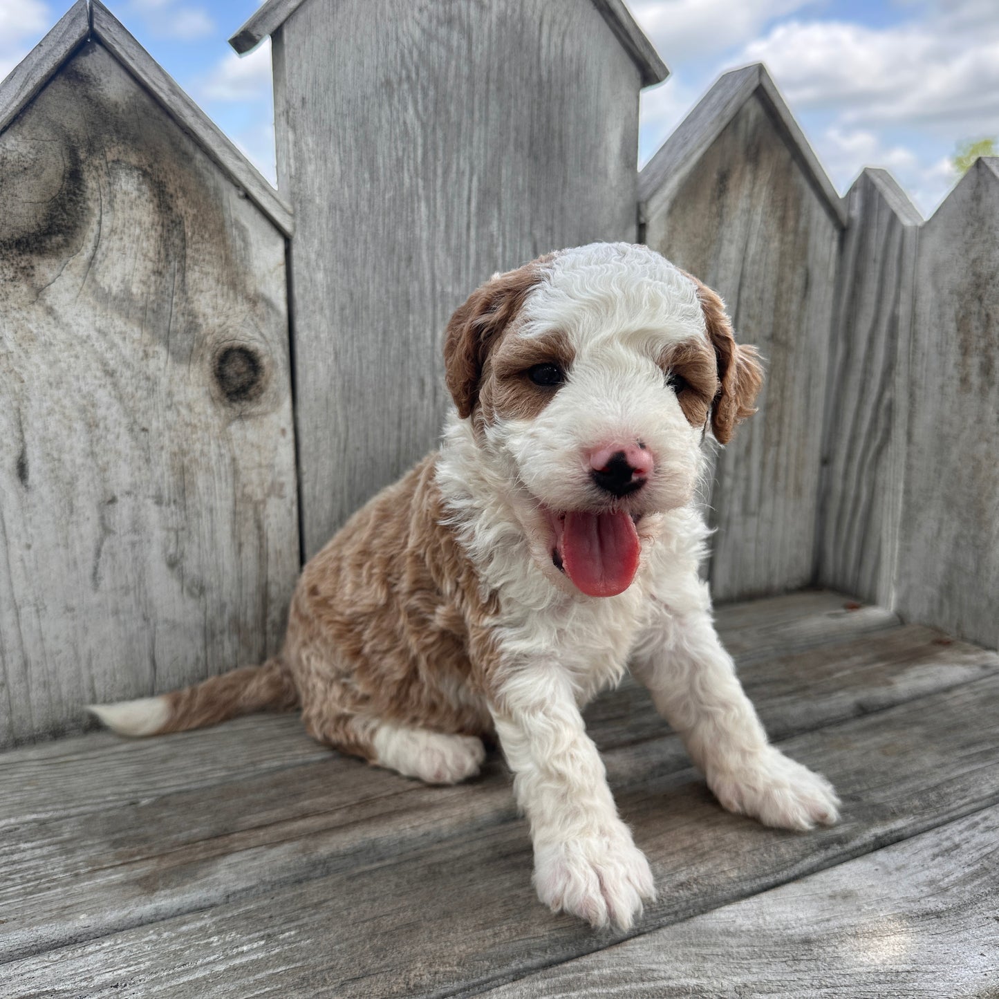 Mini-Goldendoodle-Puppy