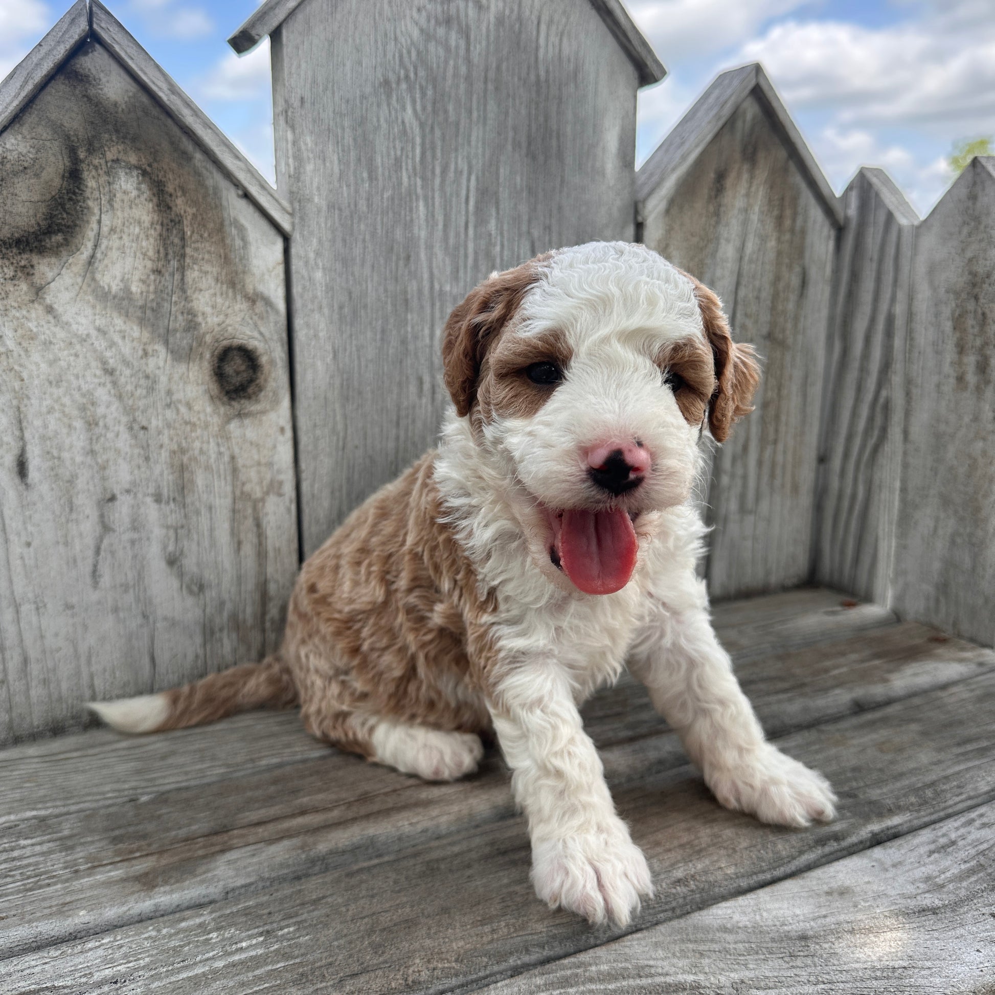 Mini-Goldendoodle-Puppy