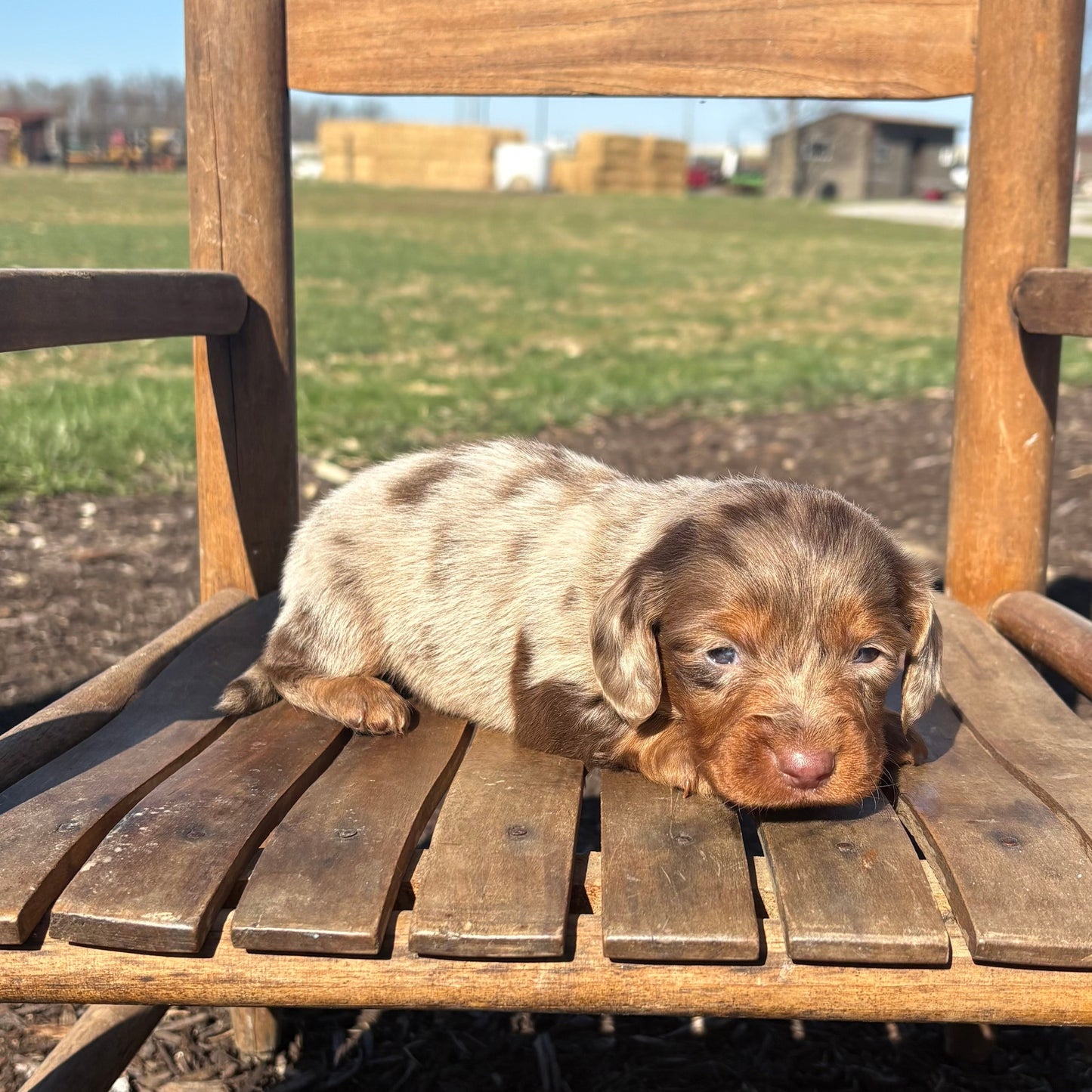 Mini Dachshund puppy lying on a wooden chair outdoors with a clear sky.