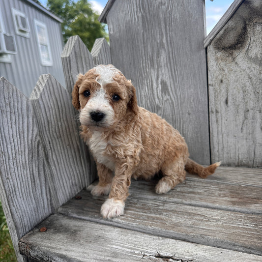 Mini-Goldendoodle-Puppy