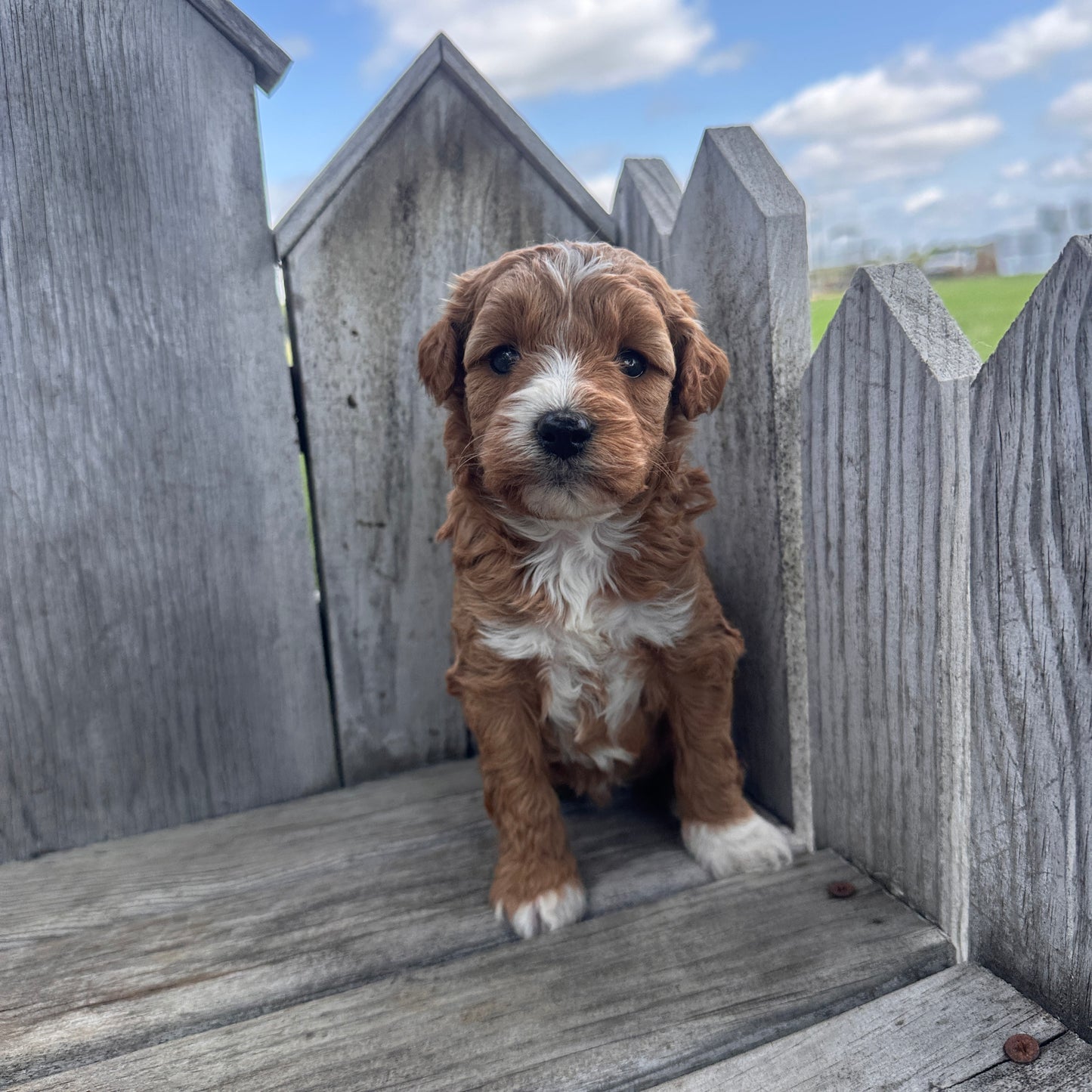 Mini-Goldendoodle-Puppy