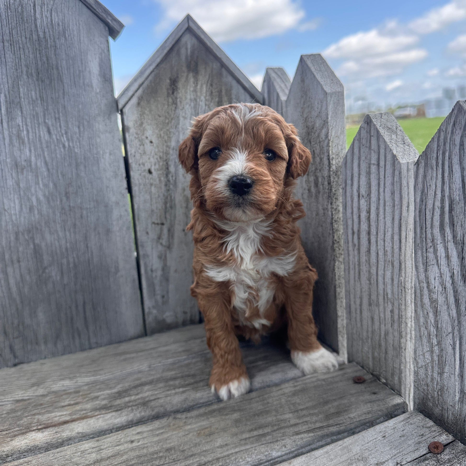 Mini-Goldendoodle-Puppy