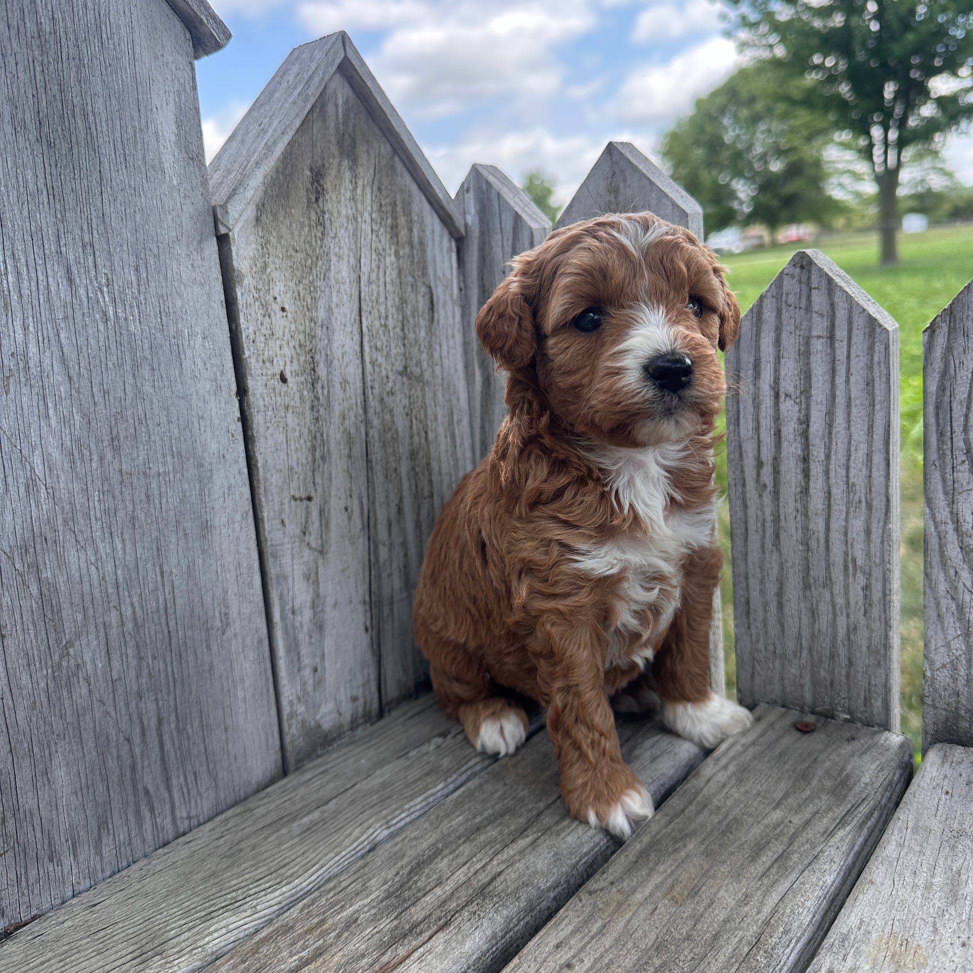 Mini-Goldendoodle-Puppy
