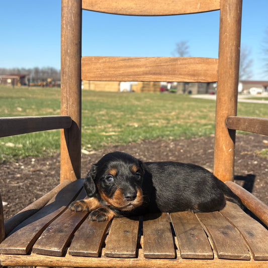 Mini Dachshund puppy lying on a wooden chair outdoors with a clear blue sky.