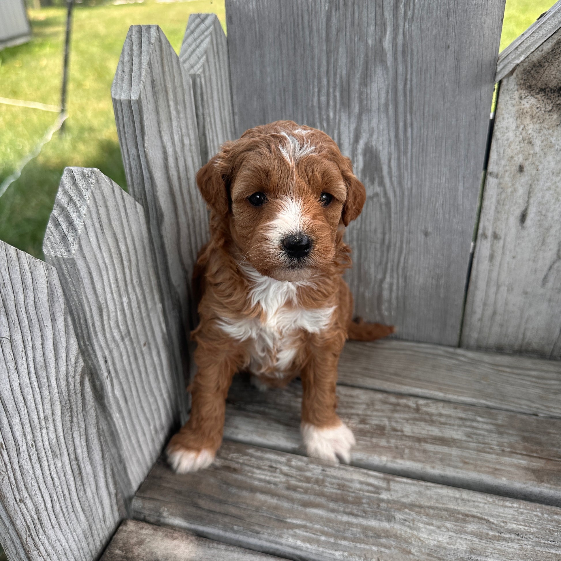 Mini-Goldendoodle-Puppy