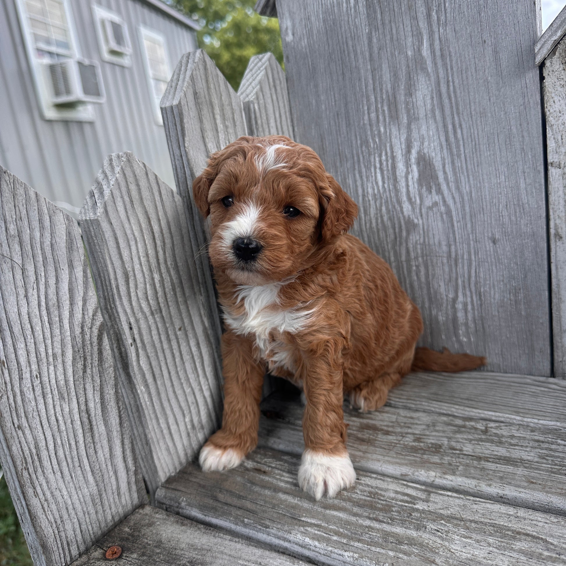 Mini-Goldendoodle-Puppy