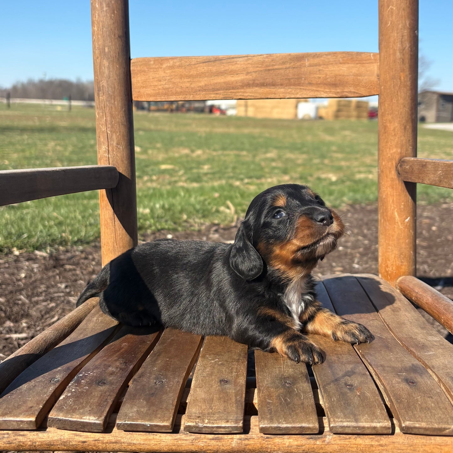 Mini Dachshund puppy sitting on a wooden chair outdoors with a clear blue sky.