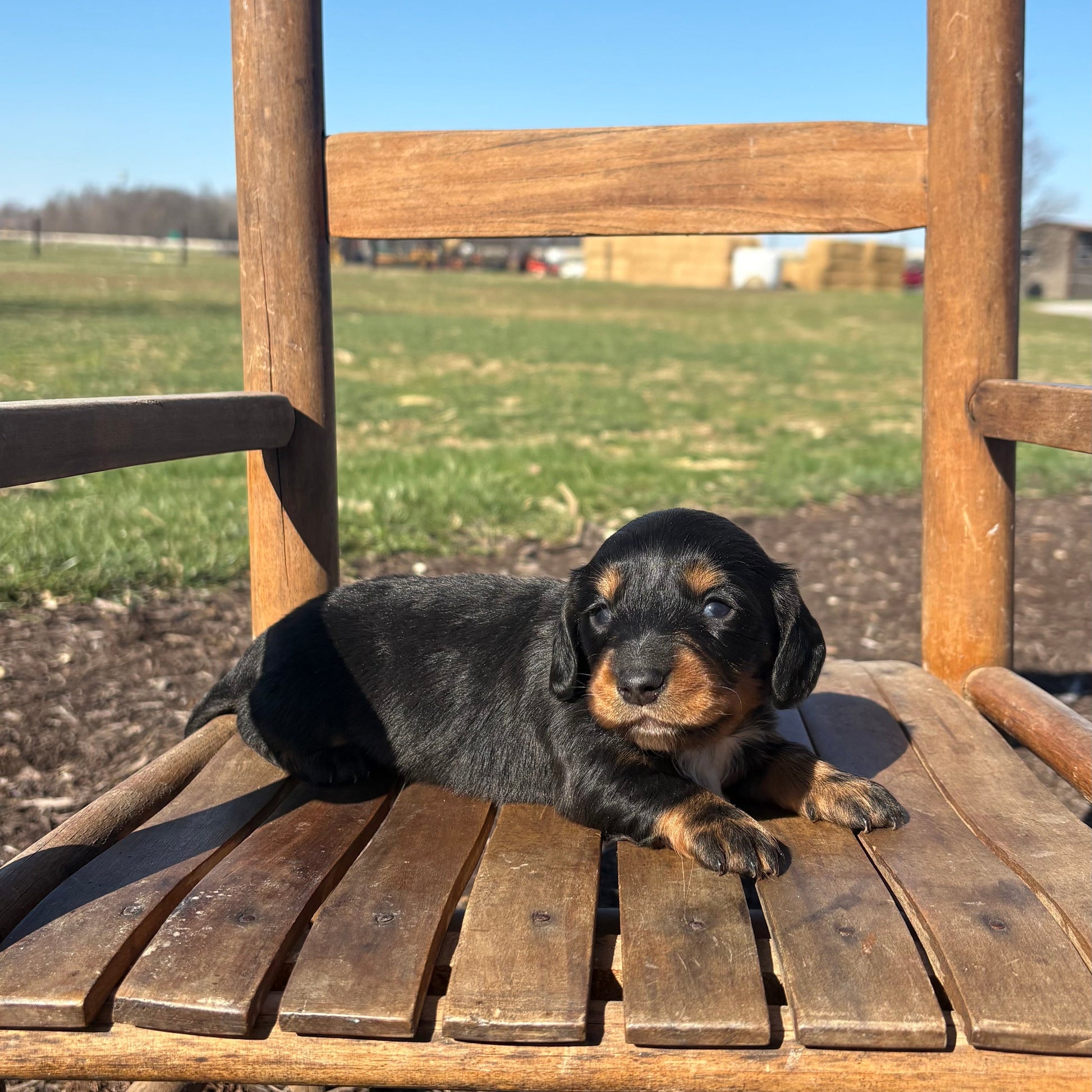 Mini Dachshund puppy sitting on a wooden chair outdoors with a clear blue sky.